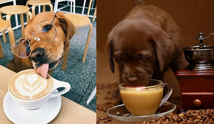 Собака может выпить кофе с молоком