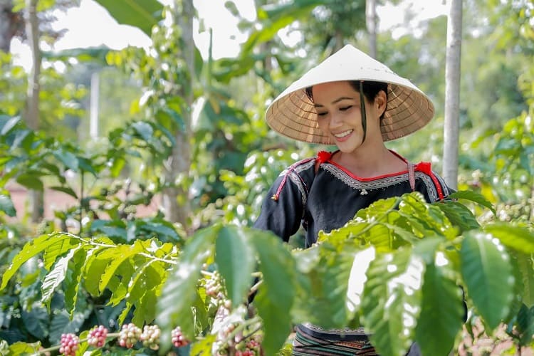 Вьетнамка собирает кофе